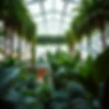 Lush interior of Dubai's Green Planet showcasing diverse plant species