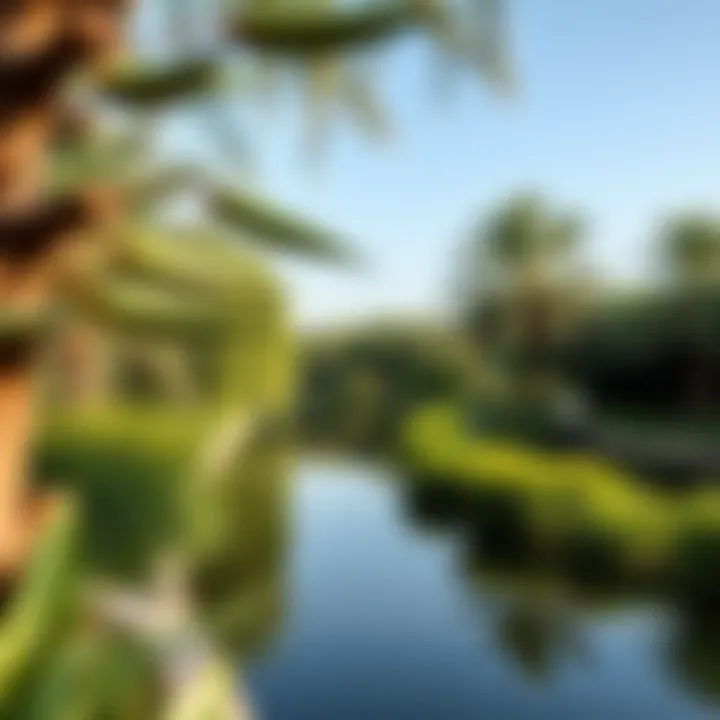 The serene landscape of the Al Barsha Pond Park with lush greenery and tranquil waters.