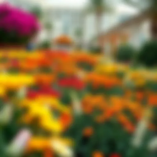 A stunning view of the Dubai Miracle Garden showcasing a variety of colorful flowers in full bloom.